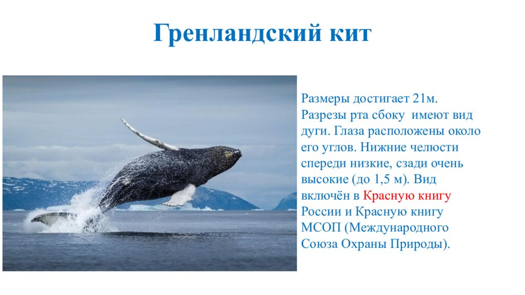 Гренландский кит