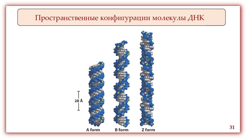 Днк 31. Пространственная конфигурация молекул. Пространственная конфигурация ДНК. Пространственная структура молекулы ДНК. В- конфигурация молекулы ДНК это.