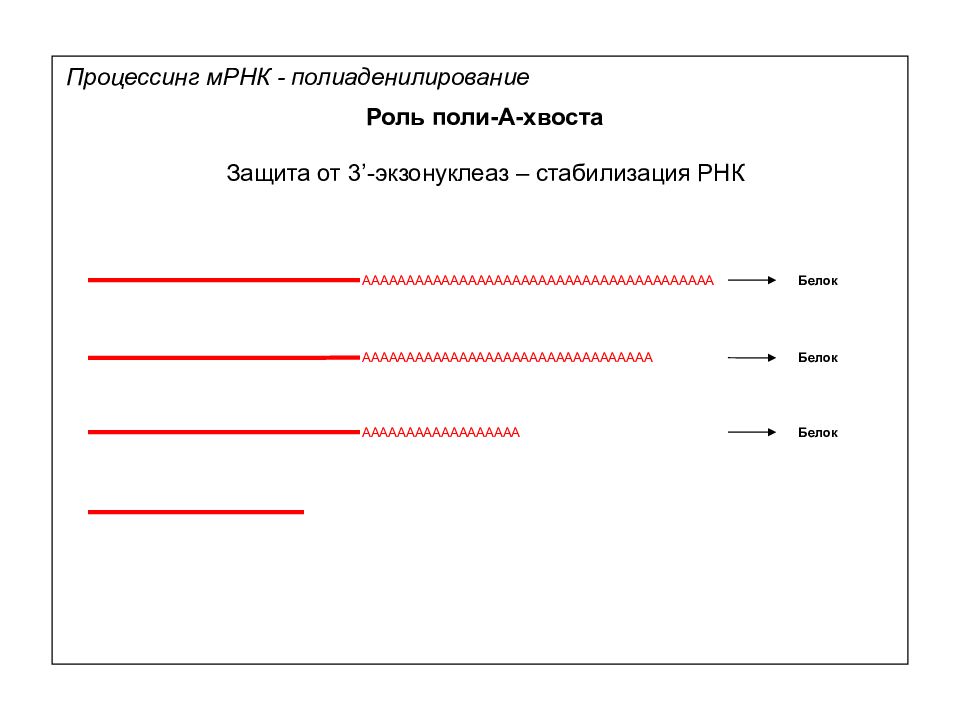 Роль поль. Поли а хвост РНК. Полиаденилирование роль. Поли а хвост функции. Присоединение Поли-a-хвоста.