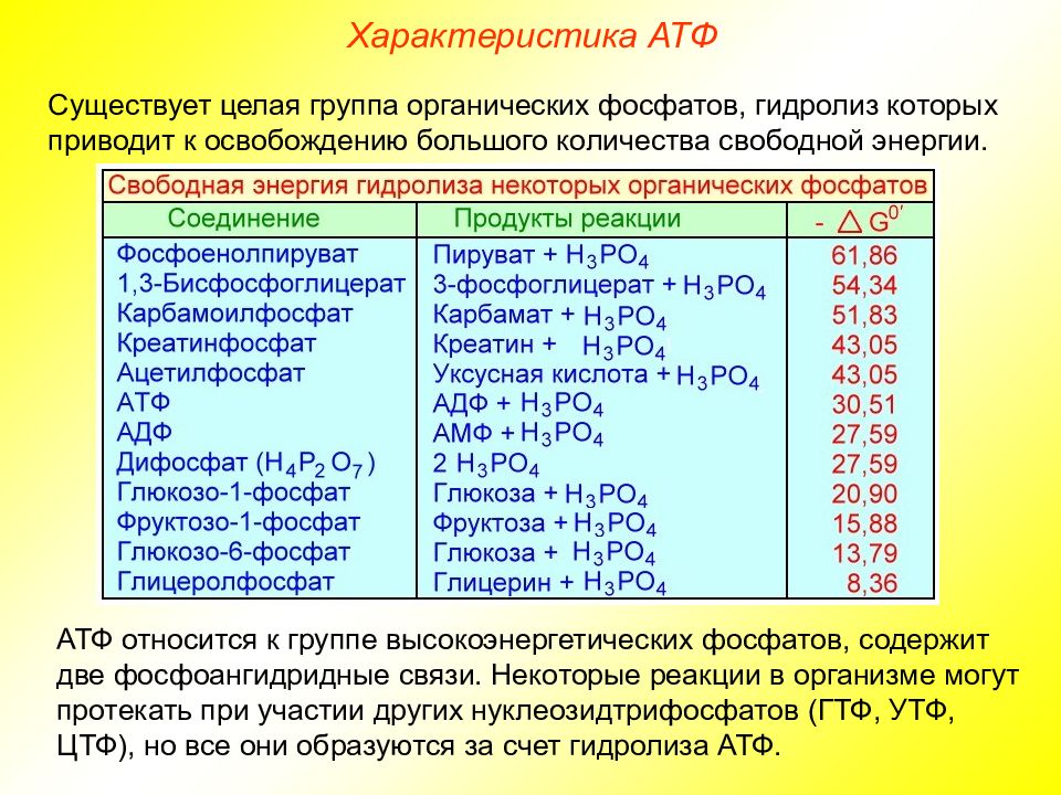 Освобождение энергии атф. АТФ относится к группе. Фосфатная группа АТФ. Характеристика АТФ. Характеристика АТФ таблица.