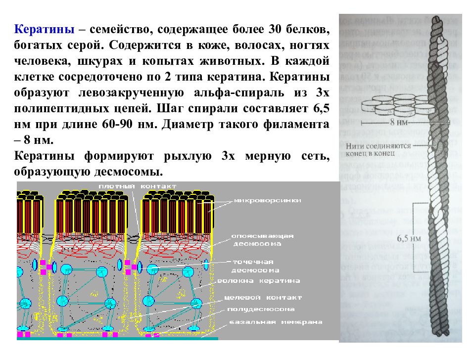 Входит в состав многих белков. Белки межклеточных контактов. Типы межклеточных контактов. Функции межклеточных контактов. Классификация межклеточных контактов.