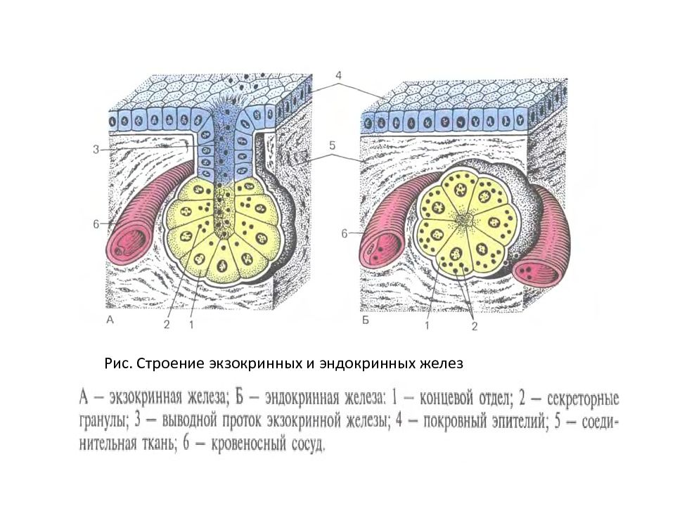 Рисунок железа. Железистый эпителий строение. Схема строения экзокринной железы. Железистый экзокринный эпителий. Железистый эпителий внутренней секреции.