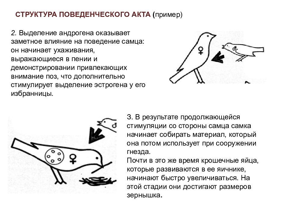 Заметное влияние. Структура поведенческого акта в зоопсихологии. Структура поведенческого акта пример. Структура поведенческого акта по Лоренцу. Структура поведенческого акта собак.