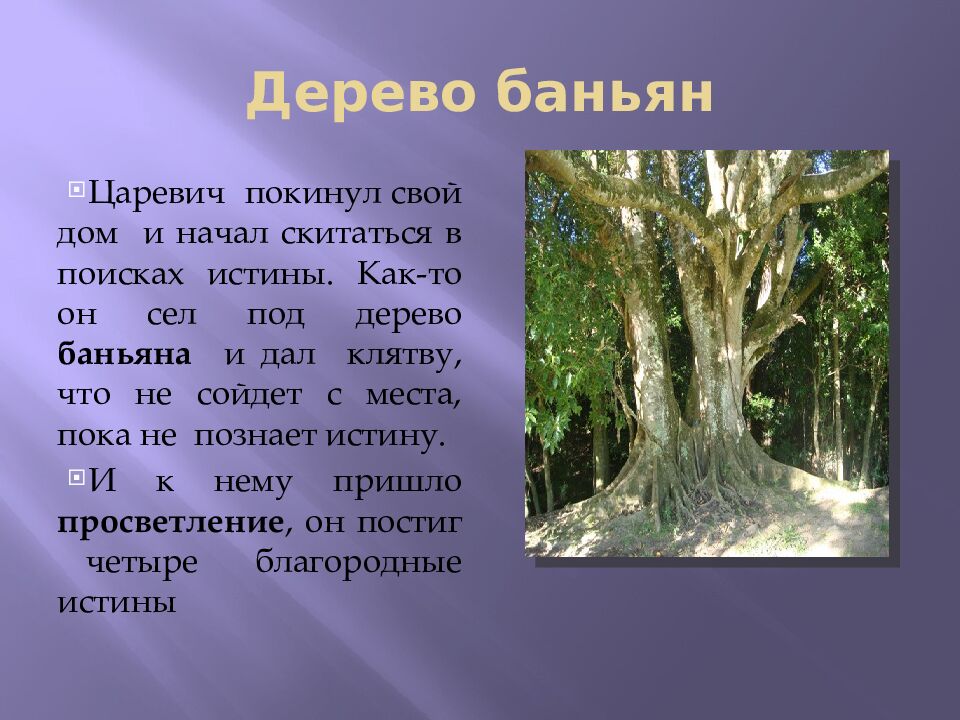 Дерево баньян