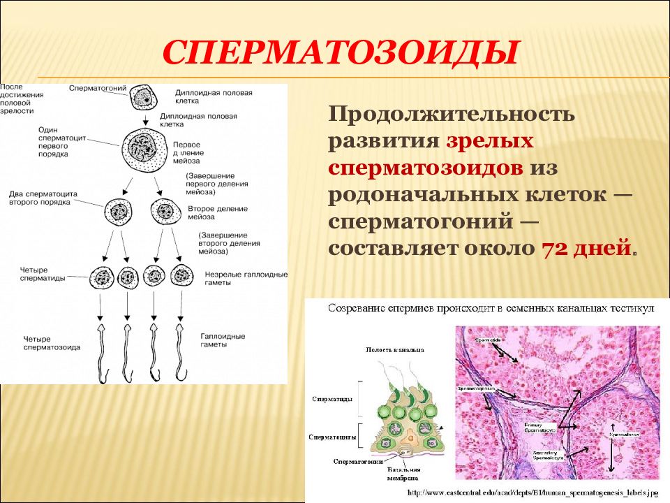 Из каких клеток образуются сперматогонии. Продолжительность жизни сперматозоидов. Формирование спермия. Процесс формирования сперматозоидов. Схема развития сперматозоидов.