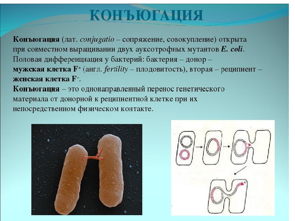 Что такое конъюгация в биологии. Конъюгация. Конъюгация это в биологии. Конъюгация бактерий. Половая конъюгация у бактерий.