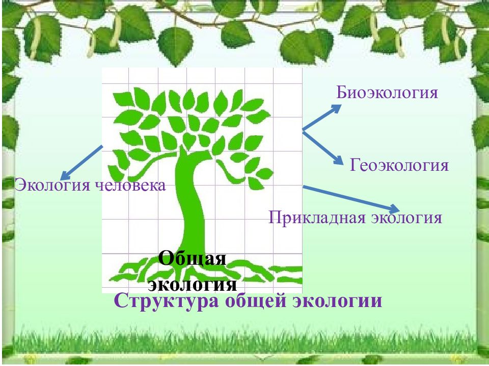 Социальная экология основы