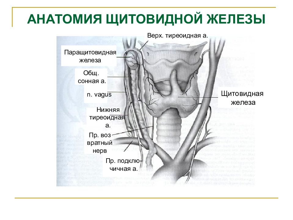 Физиология щитовидной железы презентация