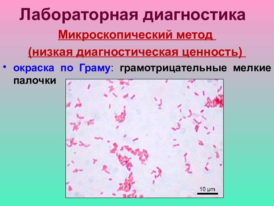 Шигеллез микробиология презентация