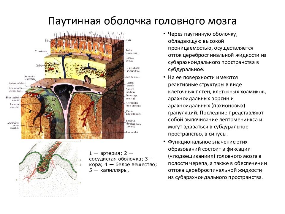 Паутинная оболочка. Оболочки головного мозга паутинная оболочка. Паутинная оболочка головного мозга функции. Паутинная мозговая оболочка в головном мозге. Паутинная мозговая оболочка состоит из.