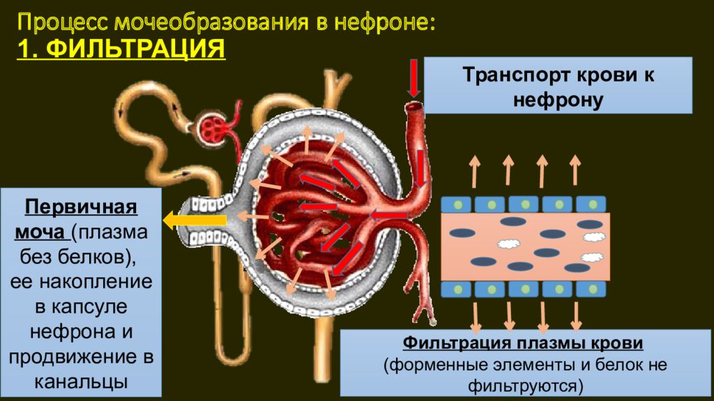Фильтрующая плазма крови. Механизм фильтрации в нефроне. Мочевыделительная система строение нефрона. Строение нефрона почки фильтрация. Капсула нефрона процесс фильтрации крови.