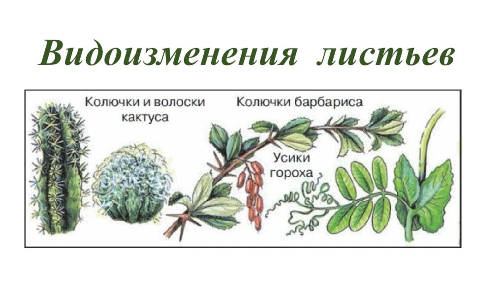 Особенности внешнего и внутреннего строения листа