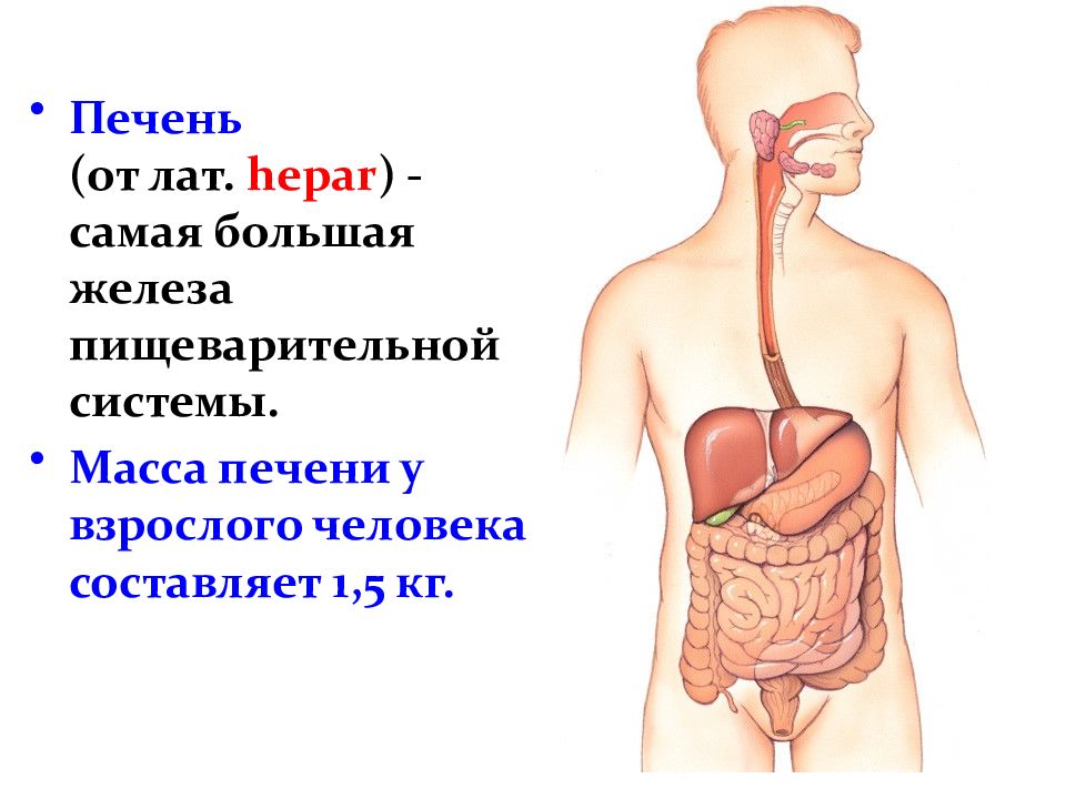 Печень презентация по анатомии