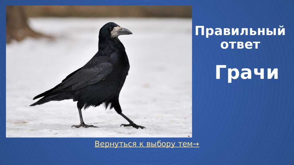 Правильный ответ Грачи