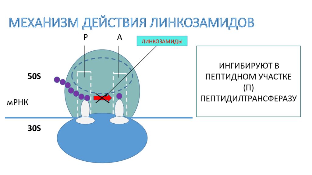 Какой механизм действия. Механизм действия линкомицина. Линкозамиды антибиотики механизм действия. Линкозамины механизм действия. Линкозамиды механизм действия.