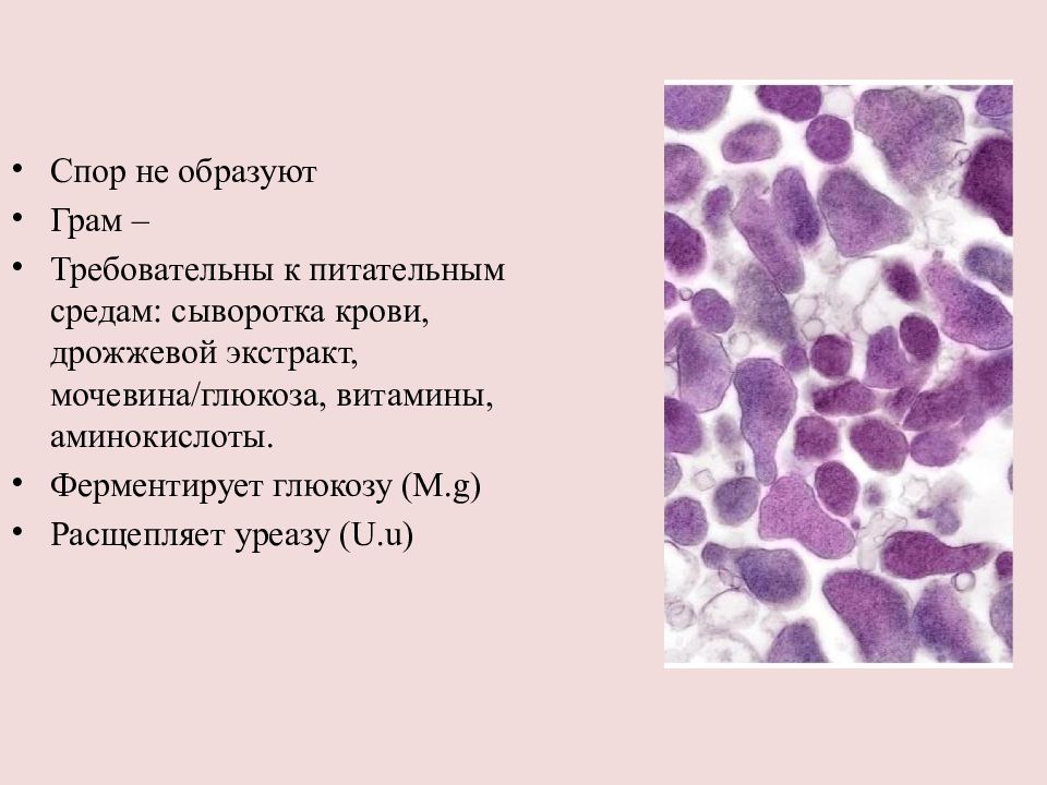 Гонорея презентация дерматовенерология