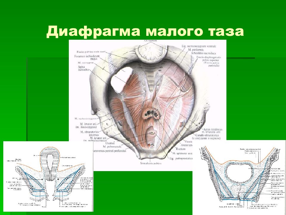Мышцы тазового дна у женщин фото схема анатомия