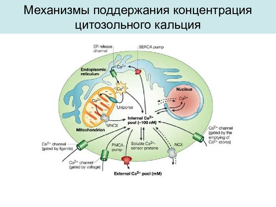 Механизмы поддержания. Внутриклеточная сигнализация это. Концентрация цитозольного кальция. Механизм поддержания кальция. Цитозольный.