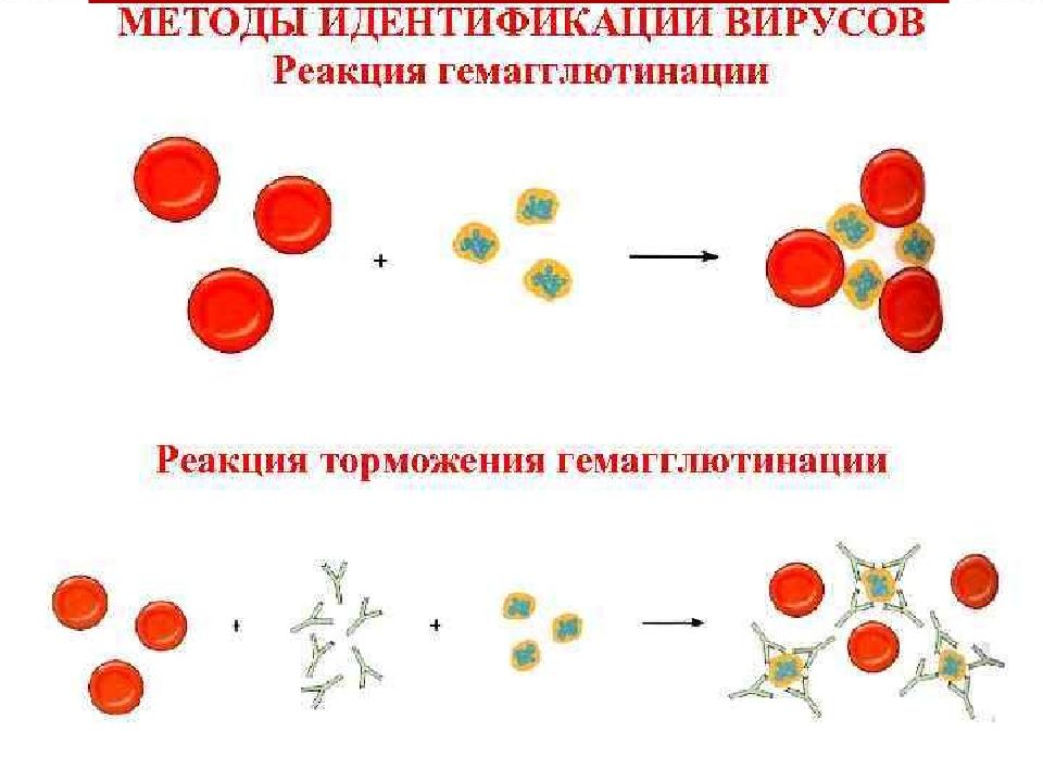 Реакция гемагглютинации. Реакция гемагглютинации микробиология вирусы. Реакция торможения гемагглютинации. Реакция торможения гемагглютинации механизм. Реакция торможения гемагглютинации вирусов.