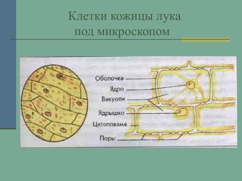 Работая с микроскопом ты убедился что живые организмы состоят из клеток нарисуй любые клетки