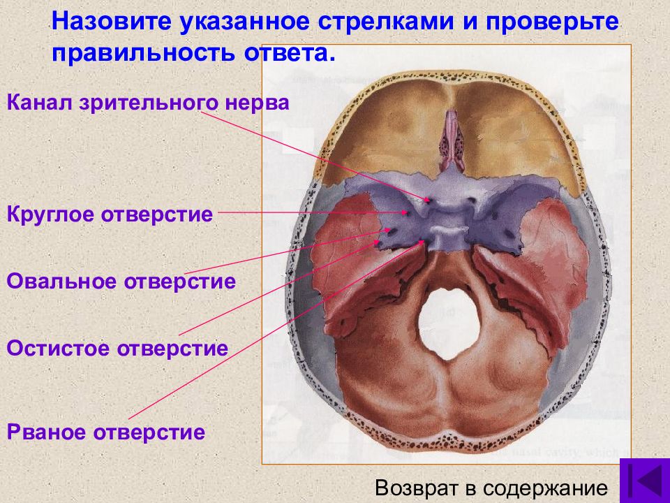 Отдельный отверстие. Зрительный канал анатомия. Зрительный нерв анатомия в черепе. Овальное отверстие черепа. Круглое и овальное отверстие черепа.