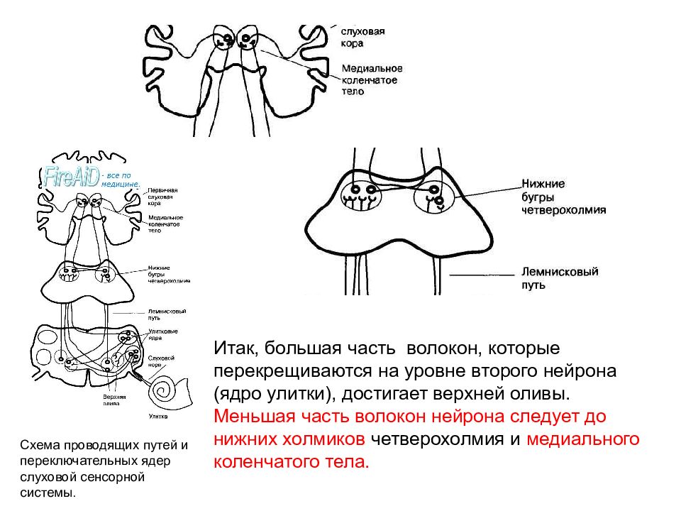 Блок схема слуховой сенсорной системы