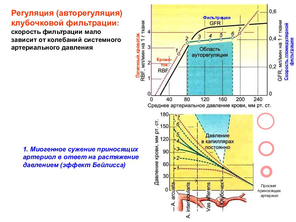 Эффект давления. Регуляция скорости клубочковой фильтрации.. Регуляция скорости клубочковой фильтрации физиология. Регуляция фильтрации в почках физиология. Регуляция скорости клубочковой фильтрации схема.