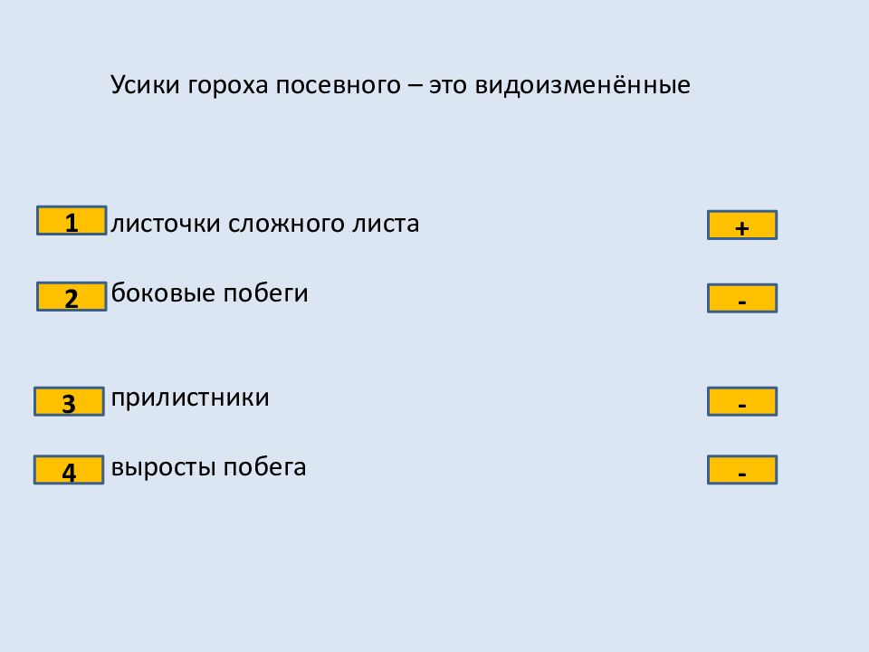 Усики гороха это. Усики гороха посевного. Усики гороха посевного это видоизменённые листочки сложного листа. Усики гороха это видоизменённые. Усики гороха это видоизмененные побеги.