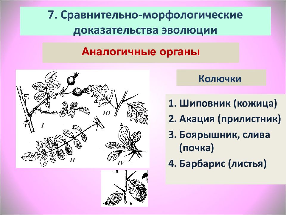 Колючка какой орган. Аналогичные органы растений. Колючка барбариса это видоизменение. Барбарис видоизменение листьев. Аналогичные органы растений примеры.