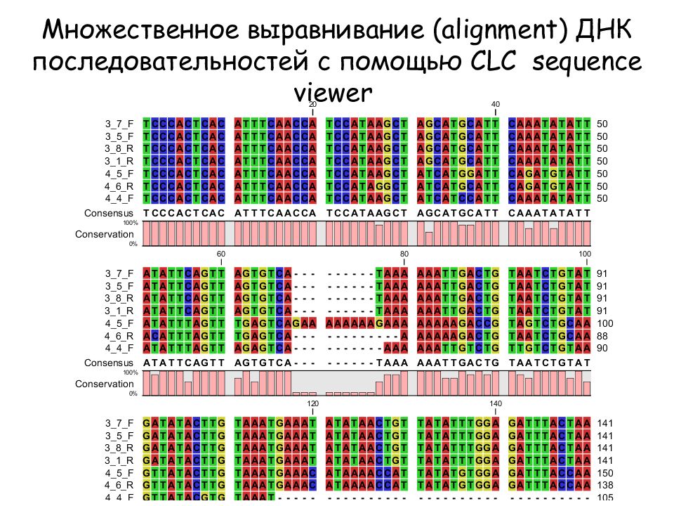 Множественное выравнивание