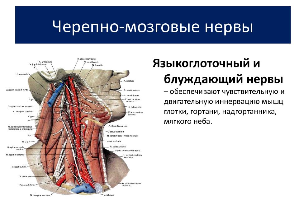 Языкоглоточный нерв картинка