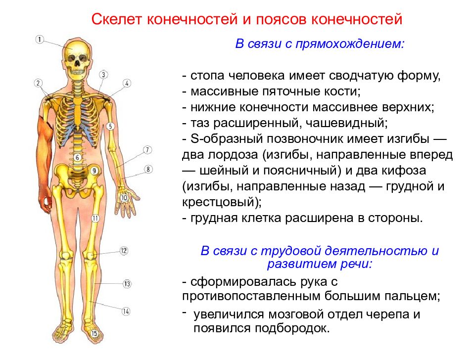 Обеспечивает прямохождение человека. Опорно-двигательная система человека. В связи с прямохождением у человека. Строение опорно двигательной системы. Скелет человека. С прямохождением.