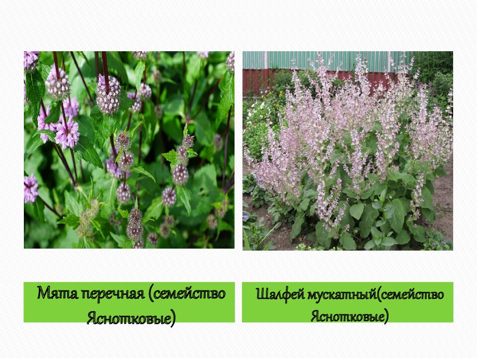 Технические культуры