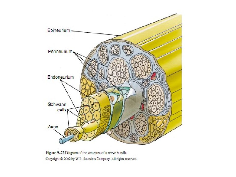 Нервный ствол. Эпиневрий периневрий и пучки нервных волокон. Эндоневрий периневрий эпиневрий. Пучки нервных волокон периферические нервы. Оболочки периферического нерва.