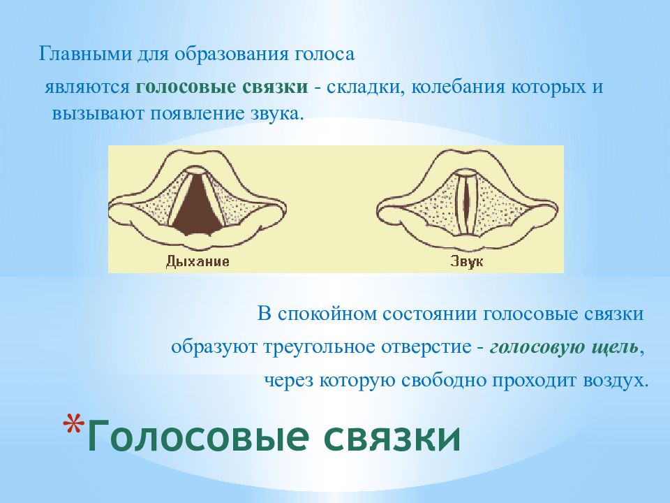 Голос голосовые связки. Колебания голосовых связок. Голосовые связки свободные. Межхрящевая часть голосовой щели. Голосовая щель межперепончатая.