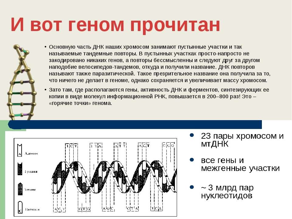 Современное представление о гене и геноме презентация