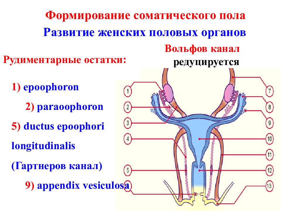 Половая система человека презентация