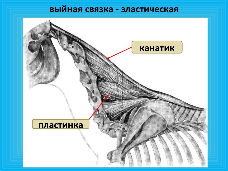 Эластическая связка