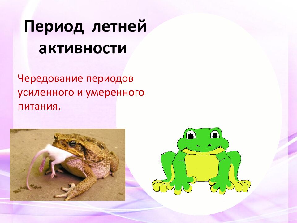 Период летней активности