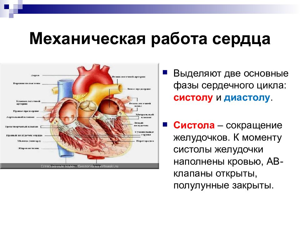 Графическое изображение работы сердца 12 букв