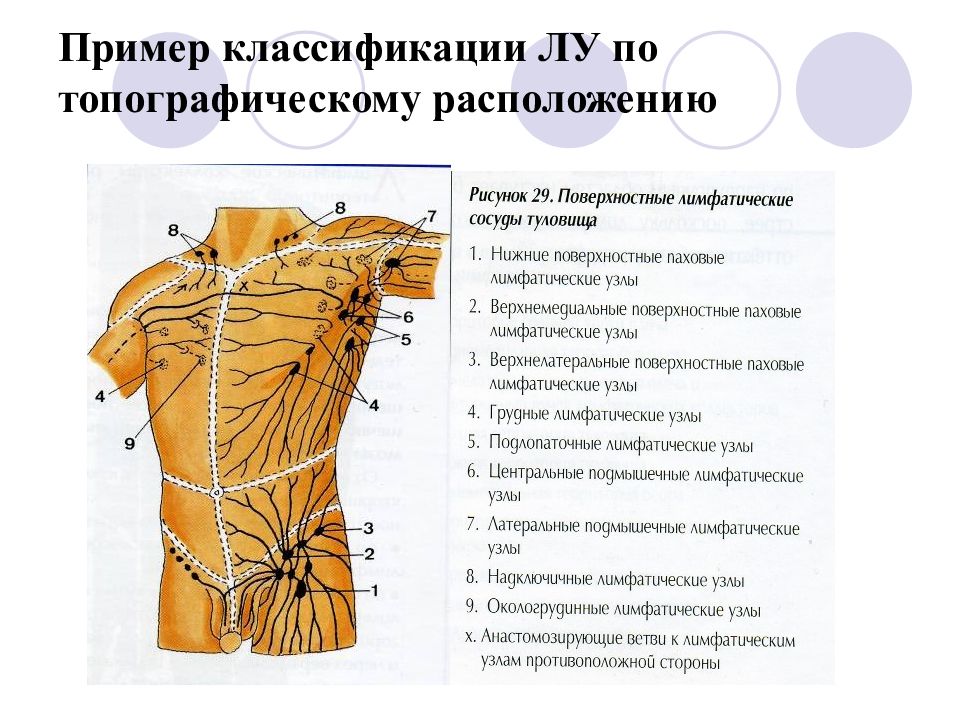 Расположение узла. Лимфатическая система топографическая анатомия. Лимфатическая система шеи топографическая анатомия. Лимфатические узлы анатомия топография. Надключичные лимфоузлы топография.