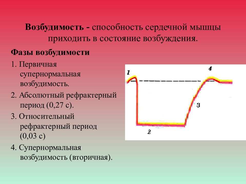 Степенью возбудимости. Возбудимость сердечной мышцы. Периоды возбудимости сердца. Особенности возбудимости сердечной мышцы. Возбудимость сердечной мышцы физиология.