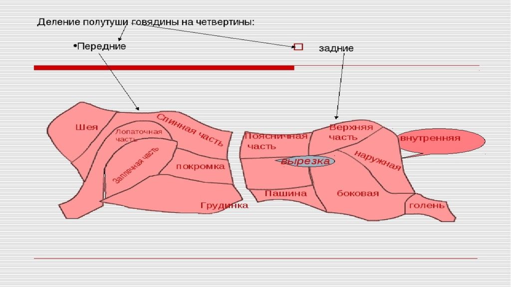 Четвертина туши говядины. Схема разделки мяса кролика. Говядина схема разруба говяжьей туши. Разделка кролика туши схема.