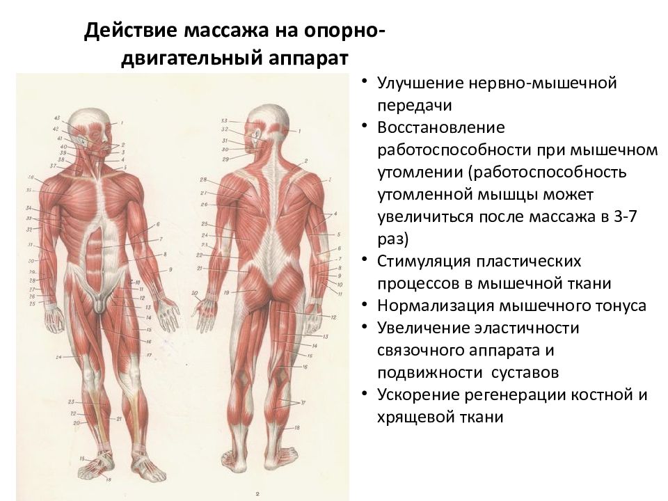 Физиологические основы массажа презентация