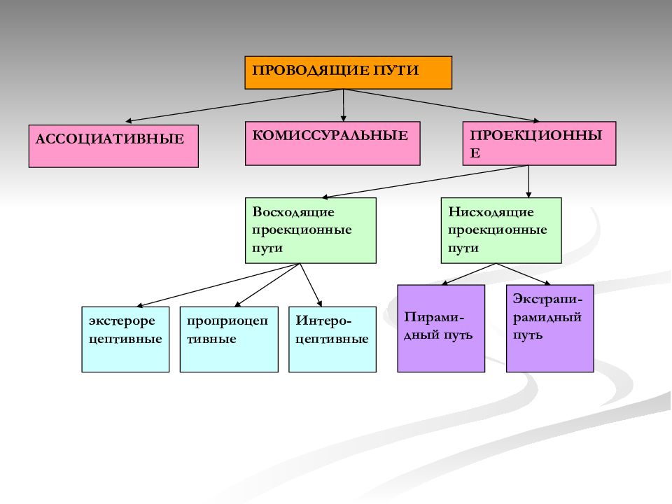 Пути цнс схемы