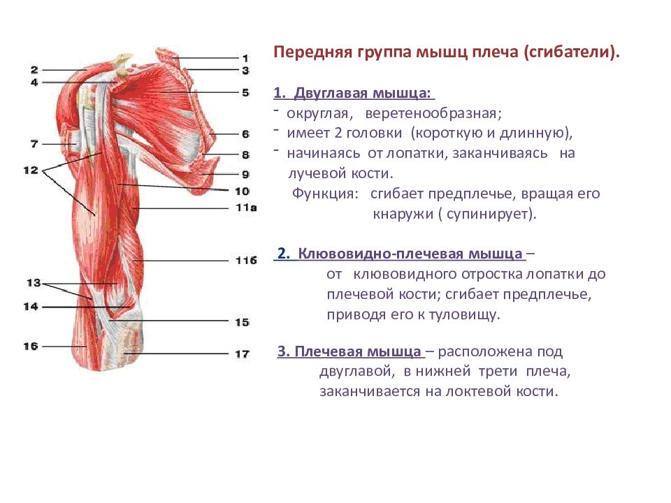 Презентация мышцы верхних конечностей