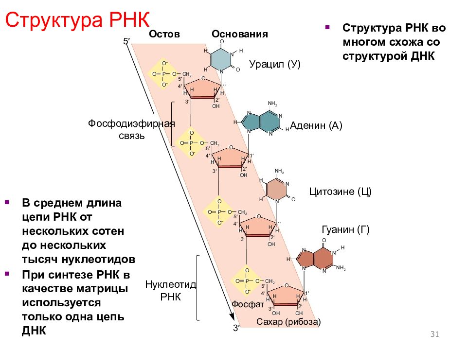 Схема строения рнк