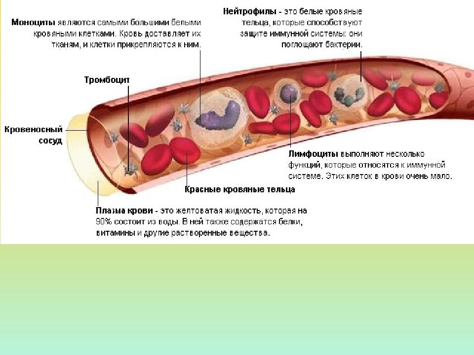 Средства влияющие на систему крови фармакология презентация