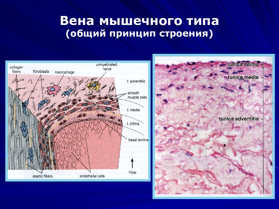 Стенка вен мышечного типа не содержит