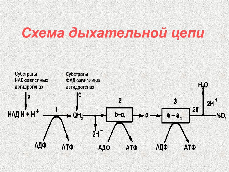 Дыхательная цепь митохондрий схема